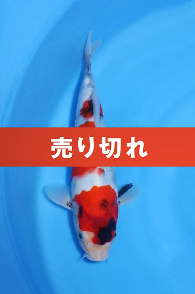 昭和　　27㎝