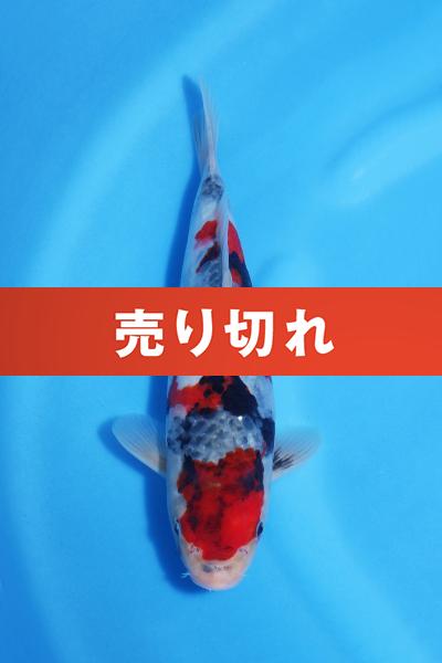 昭和　　27㎝