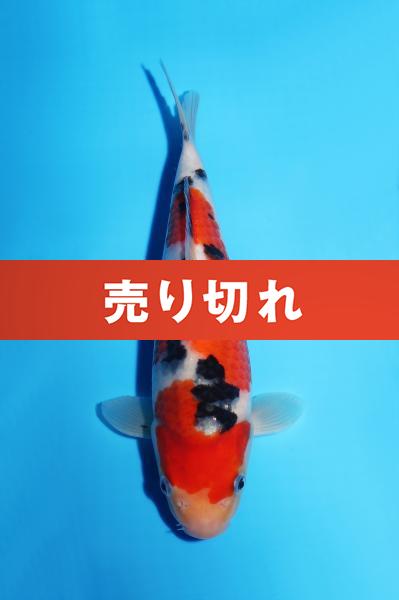 大正三色　25㎝