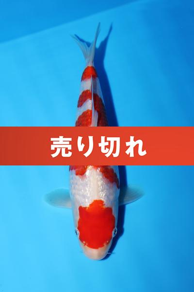 銀鱗紅白　22㎝