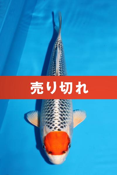 丹頂孔雀♀　35㎝