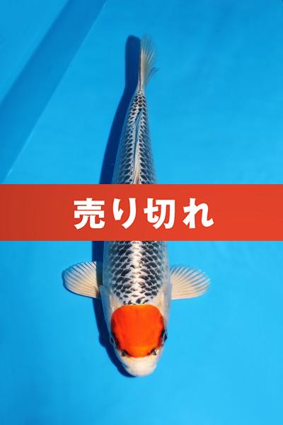丹頂孔雀♀　33㎝