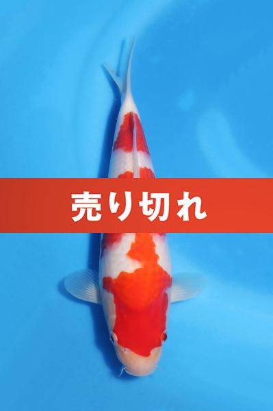 紅白　　27㎝