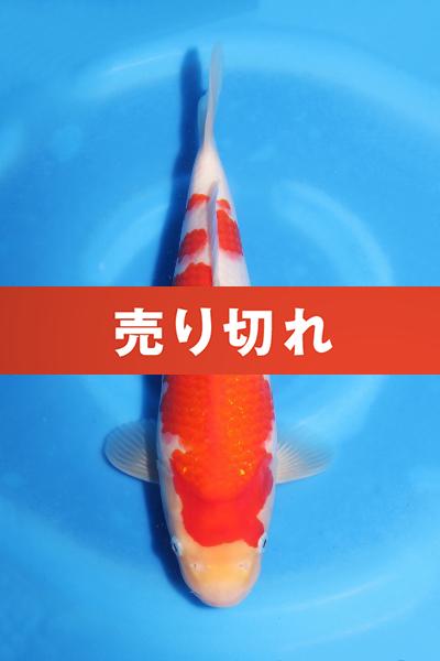 紅白　　31㎝