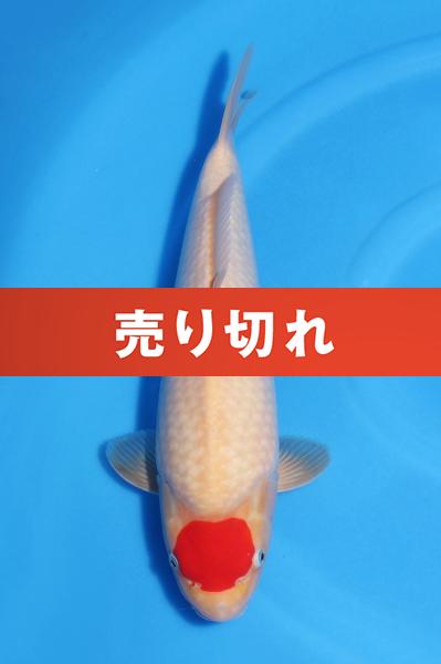 丹頂紅白♀　　39㎝
