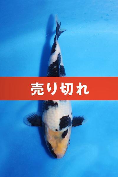 白写り　　22㎝