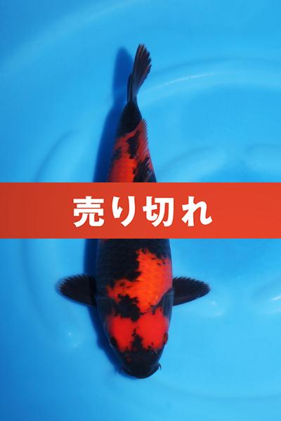 緋写り♀　30㎝