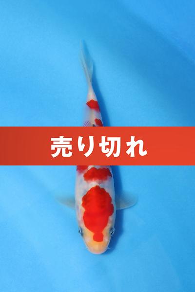 大正三色　15㎝