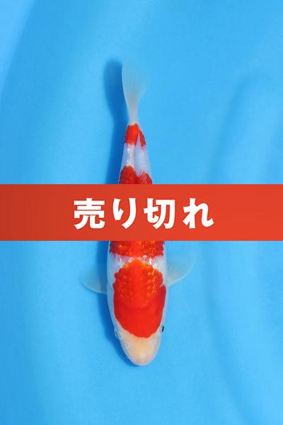 銀鱗紅白　19㎝
