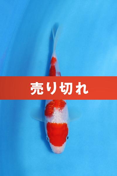 銀鱗紅白　15㎝