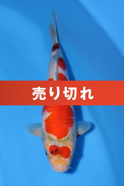 昭和　33㎝