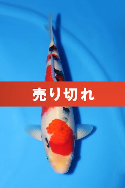 大正三色♀　35㎝
