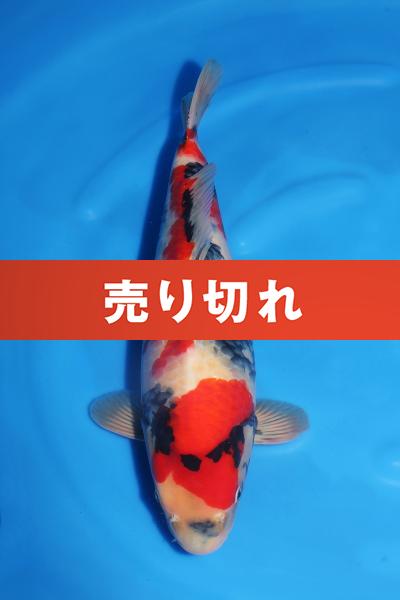 昭和♀　　48㎝