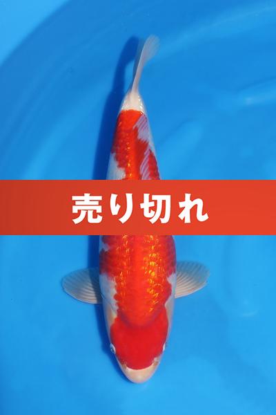 銀鱗紅白♀　　46㎝