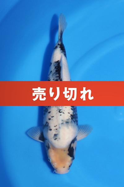 白写り♀　35㎝