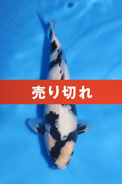 白写り♀　37㎝