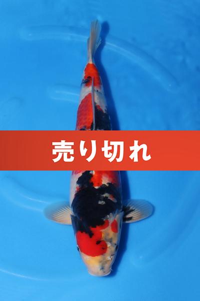 昭和♀　　43㎝