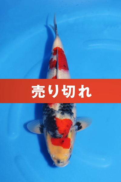 昭和♀　　40㎝