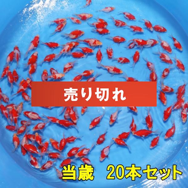 2023年産　 当歳20本セット　予約販売