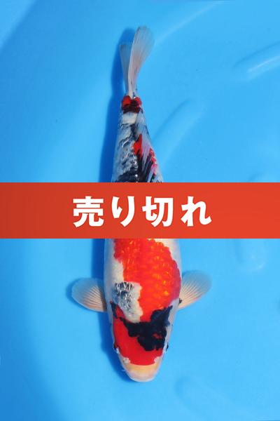 銀鱗昭和♀　　39㎝