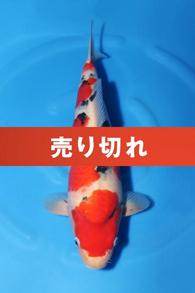 大正三色♀　　45㎝
