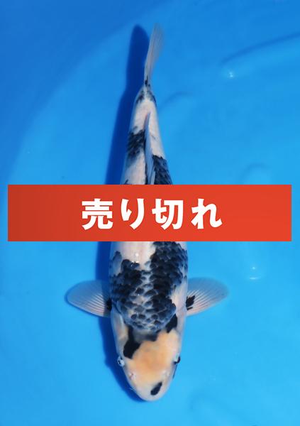 白写り♀　47㎝