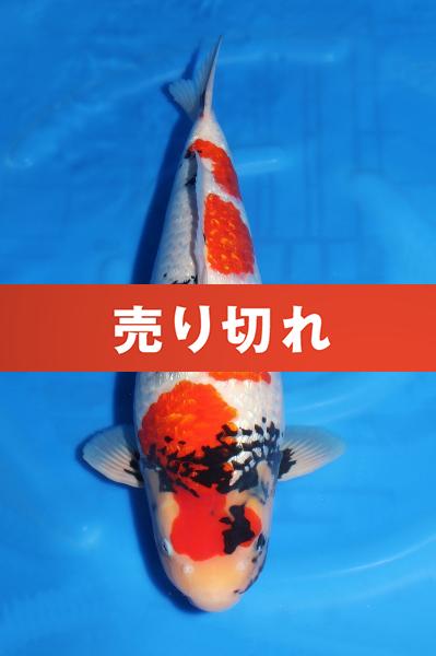 銀鱗昭和♀　56㎝