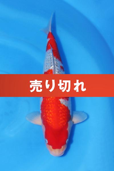 銀鱗五色♀　45㎝