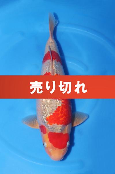 銀鱗五色♀　　45㎝