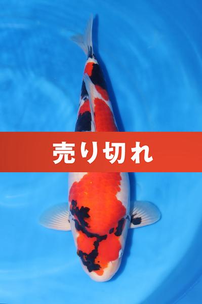昭和♀ 60㎝