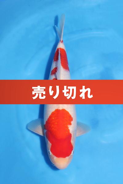 紅白♀　　43㎝