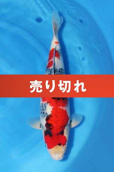 昭和三色♀　　45㎝