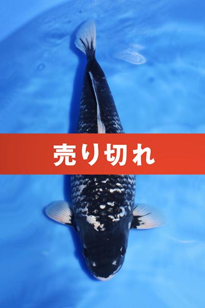 銀鱗松川化け♀ 52㎝