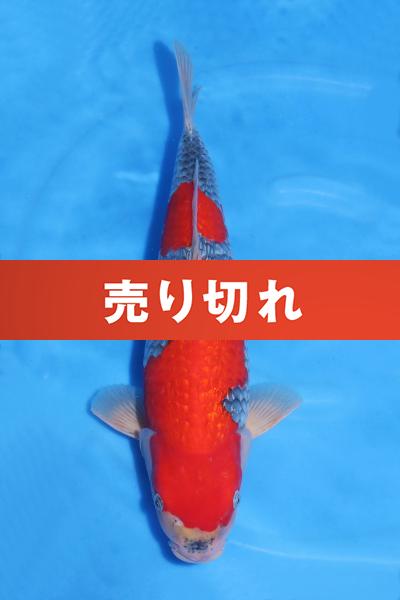 銀鱗五色♀　44㎝