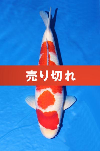 紅白♀　48㎝