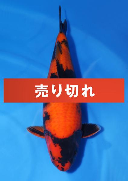 緋写り♀　49㎝