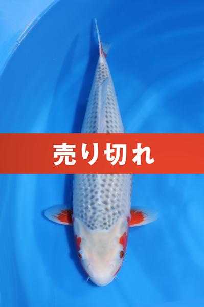 浅黄♀　　46㎝