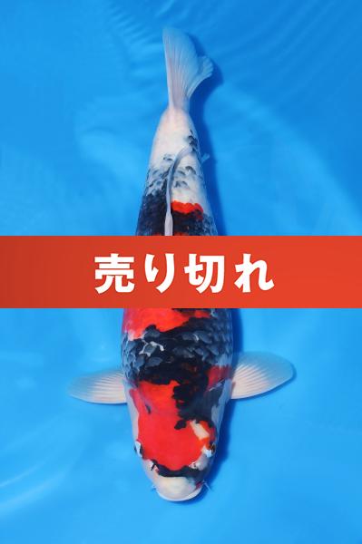 昭和♀　　50㎝