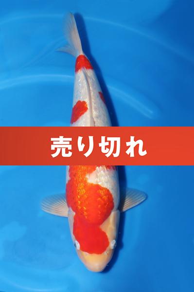 銀鱗紅白♀　　50㎝