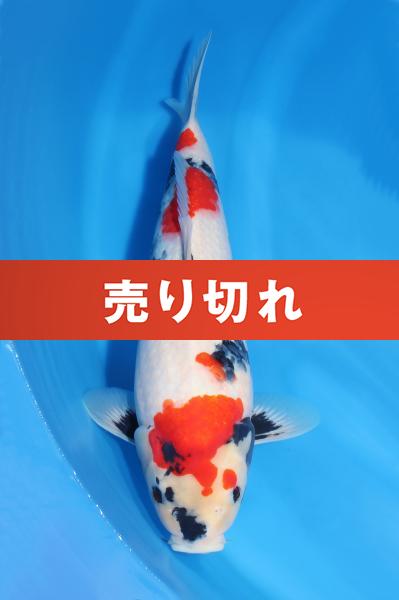 昭和♀　　46㎝