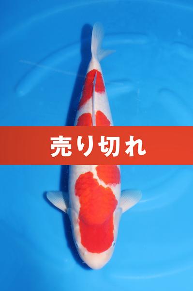 紅白♀　　53㎝