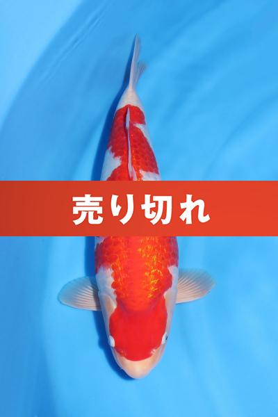 銀鱗紅白♀　　50㎝