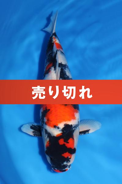昭和♀　　50㎝