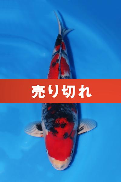 昭和♂　　50㎝