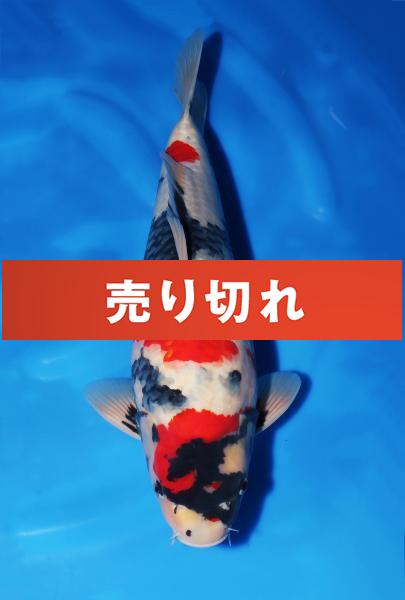 昭和♂　　49㎝