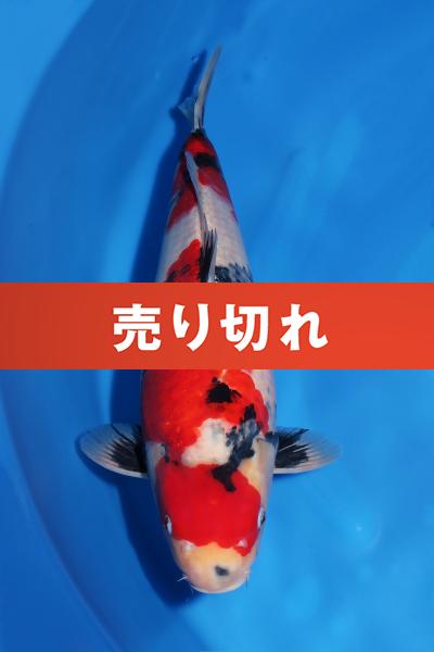 昭和♀　　51㎝