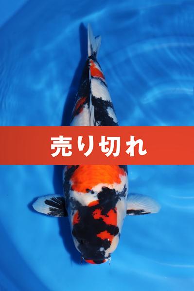 昭和♀　　63㎝