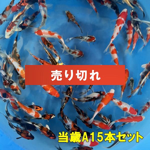 坂牧当歳A　15本セット