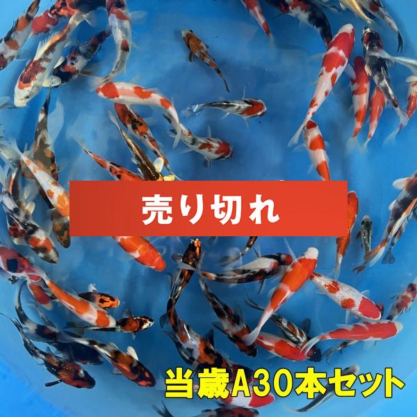 坂牧当歳A　30本セット