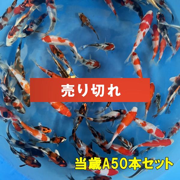 坂牧当歳A　50本セット